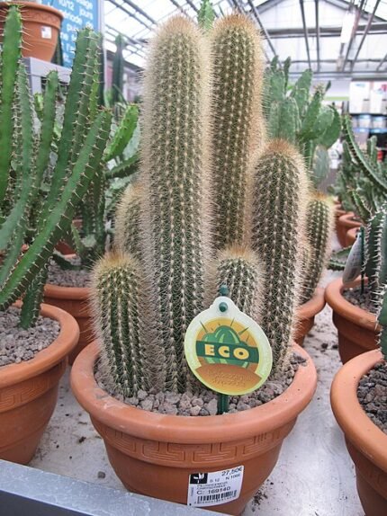 Pilosocereus chrysostele cactus met zilverblauwe stelen en gouden stekels.
