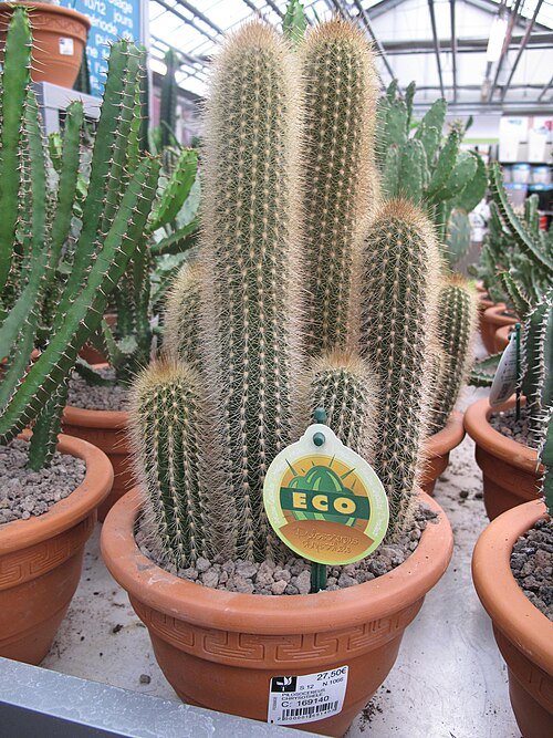 Pilosocereus chrysostele cactus met zilverblauwe stelen en gouden stekels.