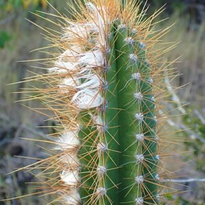 Pilosocereus curtisii cactus met lange stekelige groene stelen en witte bloemen in bloei.