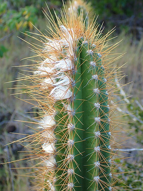Pilosocereus curtisii cactus met lange stekelige groene stelen en witte bloemen in bloei.