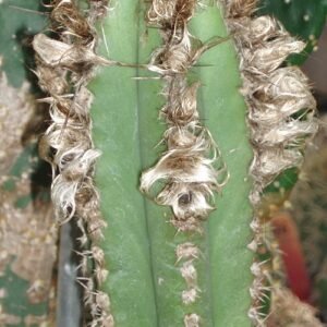 Pilosocereus floccosus cactus against bright blue sky.