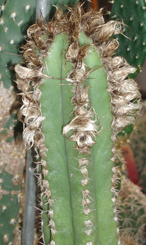 Pilosocereus floccosus cactus against bright blue sky.