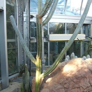 Pilosocereus fulvilanatus cactus with long green spines and white fluffy plumes.