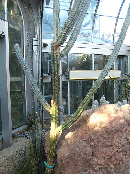 Pilosocereus fulvilanatus cactus with long green spines and white fluffy plumes.