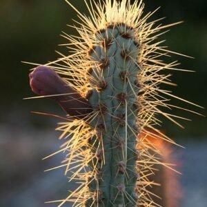Pilosocereus glaucochrous cactusplant met blauwgroene stelen, doornen en wit wollige plukken.
