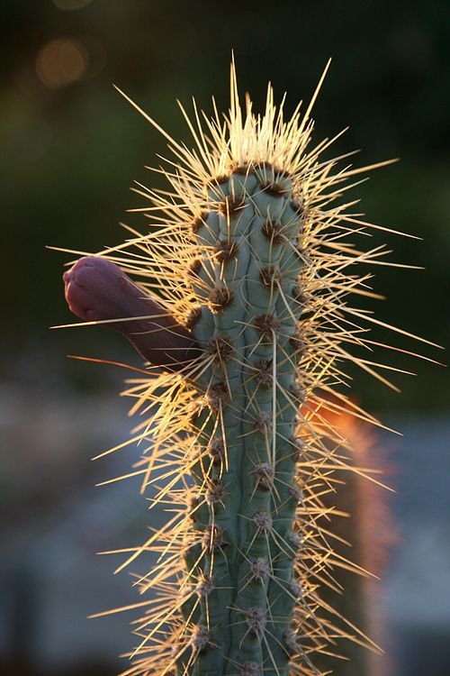 Pilosocereus glaucochrous cactusplant met blauwgroene stelen, doornen en wit wollige plukken.