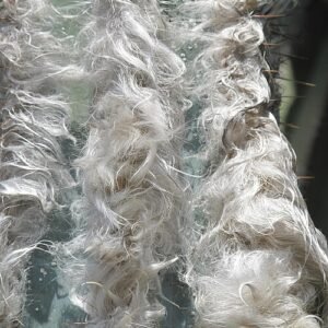 Close-up van Pilosocereus leucocephalus cactus met witte wollige haren.