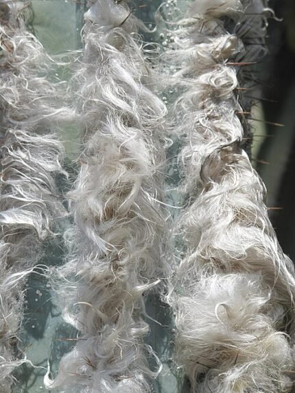 Close-up van Pilosocereus leucocephalus cactus met witte wollige haren.