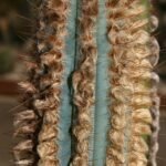 Pilosocereus machrisii cactus met groene stengels en witte doornen.