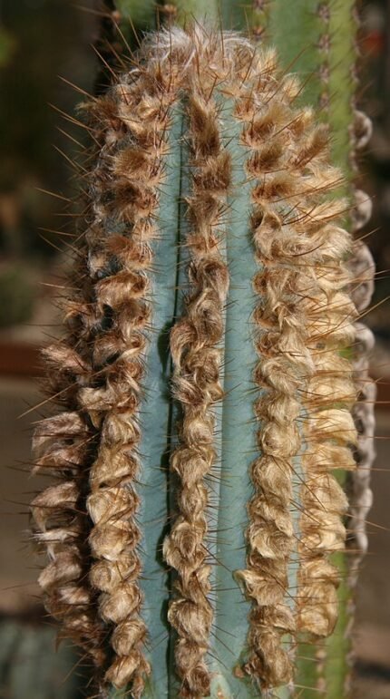 Pilosocereus machrisii cactus met groene stengels en witte doornen.