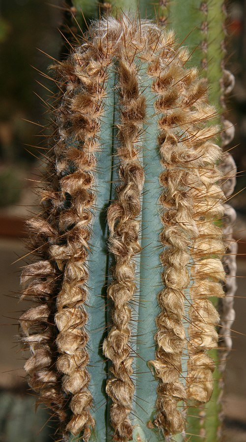 Pilosocereus machrisii cactus met groene stengels en witte doornen.
