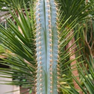 Pilosocereus pachycladus cactus met lange slanke groene stengels en witte doornen.