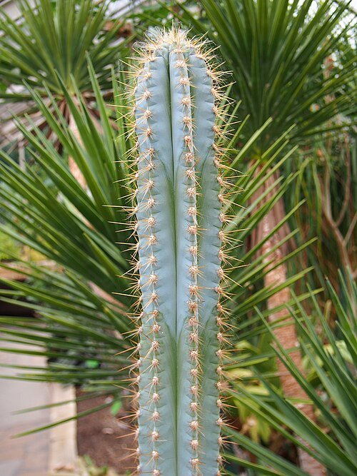 Pilosocereus pachycladus cactus met lange slanke groene stengels en witte doornen.