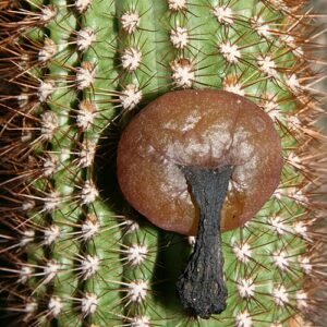 Pilosocereus piauhyensis cactus met rijpe vruchten in natuurlijke omgeving.