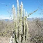 Pilosocereus quadricentralis cactus met vier ribben en stekels.
