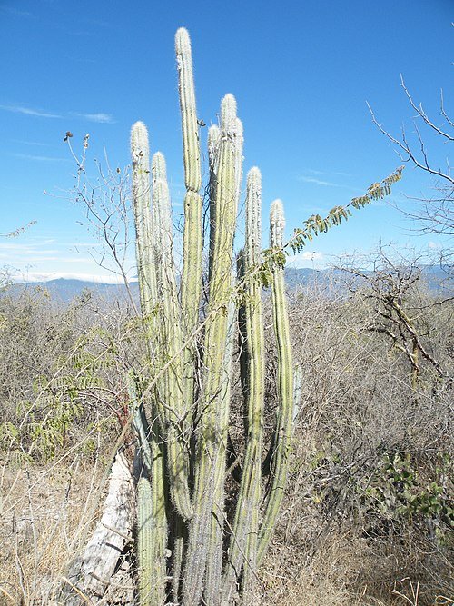 Pilosocereus quadricentralis cactus met vier ribben en stekels.