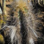 Pilosocereus royenii cactus met lange groene stekels tegen blauwe lucht.