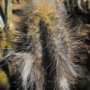 Pilosocereus royenii cactus met lange groene stekels tegen blauwe lucht.