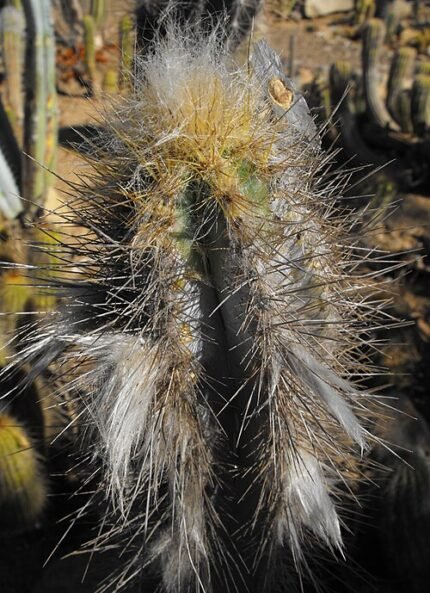 Pilosocereus royenii cactus met lange groene stekels tegen blauwe lucht.