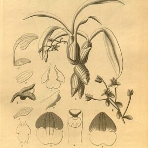 Orchideeën Pinalia dasypus, Eria laniceps, en Pinalia amica in botanische setting.