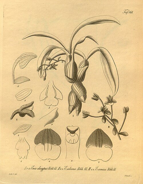 Orchideeën Pinalia dasypus, Eria laniceps, en Pinalia amica in botanische setting.