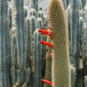 Cleistocactus winteri, Golden Rat Tail cactus met lange gouden stekels.