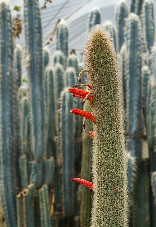 Cleistocactus winteri, Golden Rat Tail cactus met lange gouden stekels.