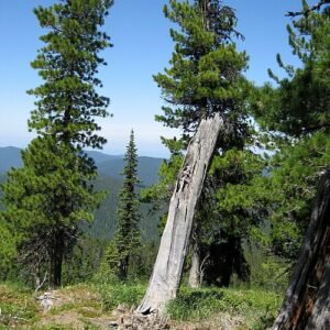 Siberische denboom met groene naalden en ruwe schors.