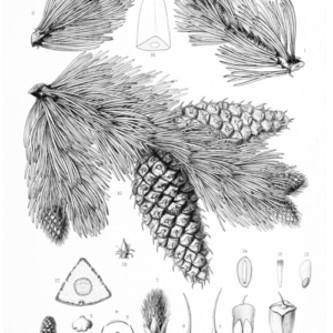 Zeldzame Pinus aristata boom met naalden in schaduwrijke omgeving.