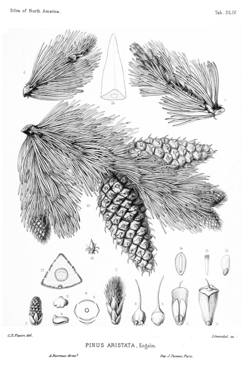 Zeldzame Pinus aristata boom met naalden in schaduwrijke omgeving.