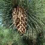 Pinus coulteri boom met lange naalden en hoge kegels.