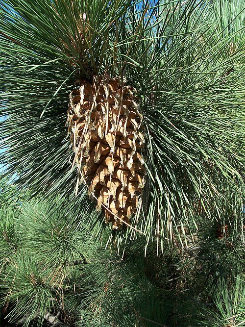 Pinus coulteri boom met lange naalden en hoge kegels.