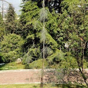 Grote Pinus sabiniana boom in Villa Taranto Verbania.