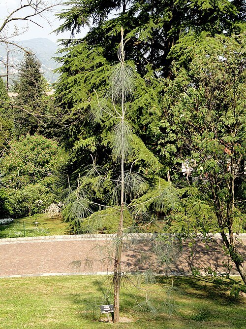 Grote Pinus sabiniana boom in Villa Taranto Verbania.
