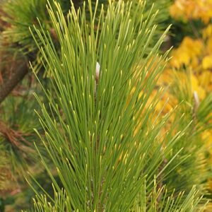 Japanse zwarte den met gouden naalden en schaduwstandplaats.