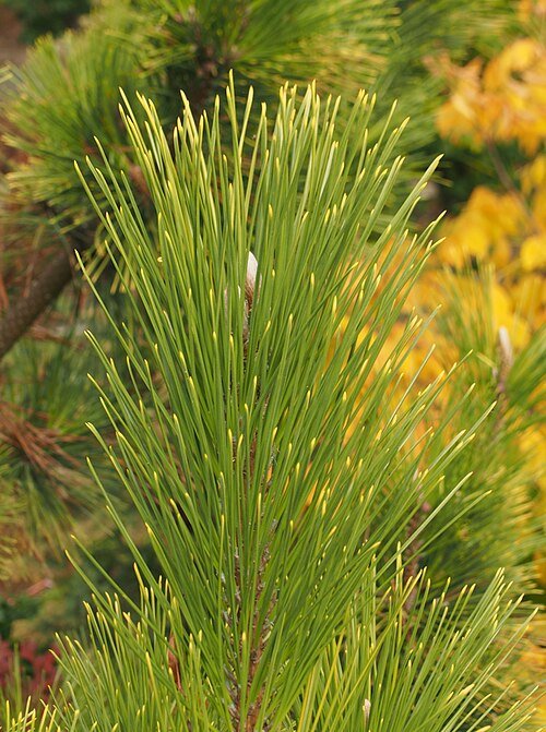Japanse zwarte den met gouden naalden en schaduwstandplaats.