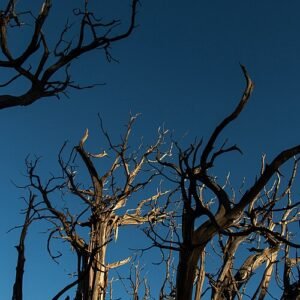 Pinus subsect. Cembroides in close-up, featuring pine cones and needles.