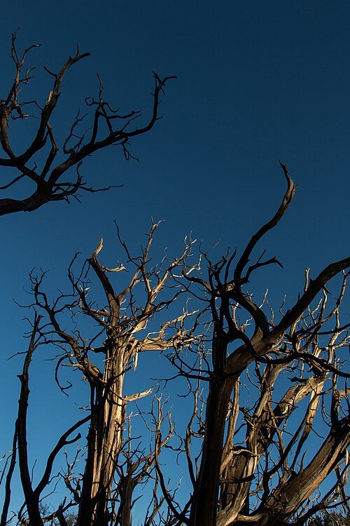 Pinus subsect. Cembroides in close-up, featuring pine cones and needles.
