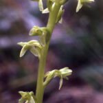 Bloeiende Piperia unalascensis orchidee op groene achtergrond.