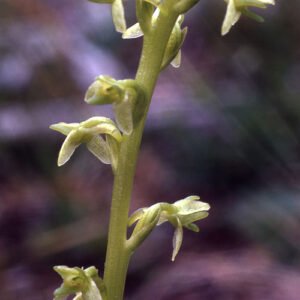 Bloeiende Piperia unalascensis orchidee op groene achtergrond.