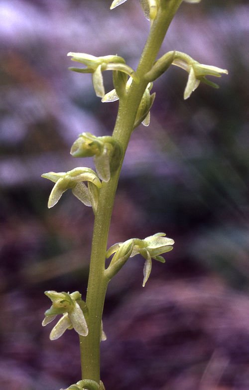 Bloeiende Piperia unalascensis orchidee op groene achtergrond.