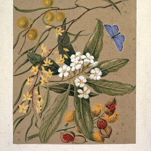 Pittosporum undulatum plant met groen blad en witte bloemen.