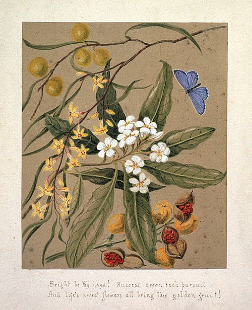 Pittosporum undulatum plant met groen blad en witte bloemen.