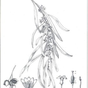 Pittosporum angustifolium plant met smalle bladeren en witte bloemen.