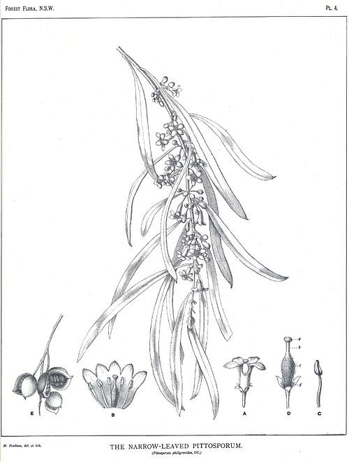 Pittosporum angustifolium plant met smalle bladeren en witte bloemen.