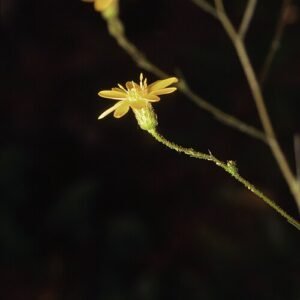 Gele madeliefachtige bloemen op groene bladeren van Pityopsis graminifolia plant.