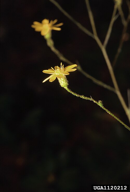 Gele madeliefachtige bloemen op groene bladeren van Pityopsis graminifolia plant.