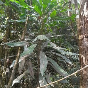 Placospermum blad met groene en rode tinten op witte achtergrond.