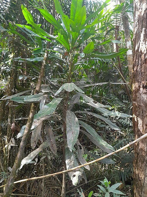 Placospermum blad met groene en rode tinten op witte achtergrond.