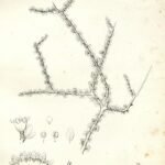 Prunus fasciculata plant met groene bladeren en kleine witte bloemen in botanische illustratie.